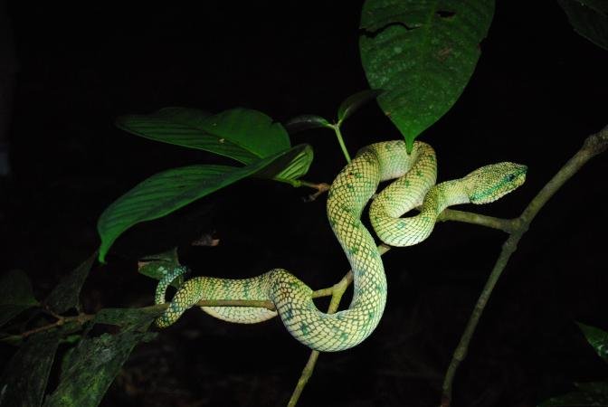 Green pit viper