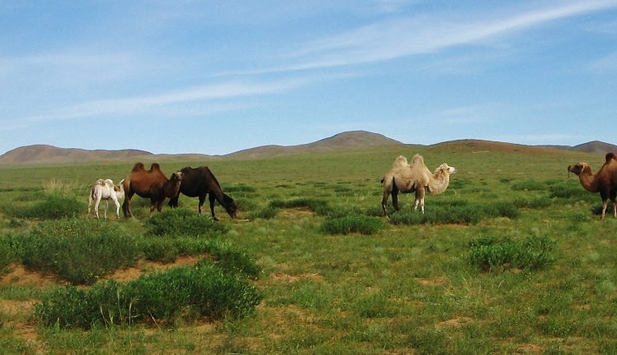 Bactrians in the Gobi Desert. Mongolia.