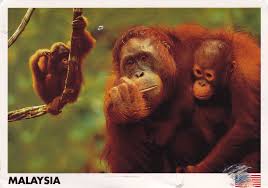 malaysia-postcard