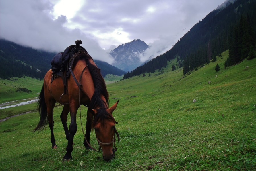 My horse during a mountain expedition through Kyrgyzstan.
