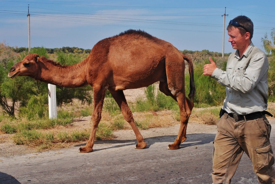 A traveller from Poland met wild camels on his way. Uzbekistan.